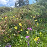 B&B Edelweiss 살펠덴암스타이너르넨미어