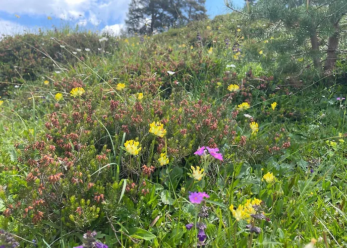 فندق مبيت وإفطار Edelweiss سالفلدن ام ستينه